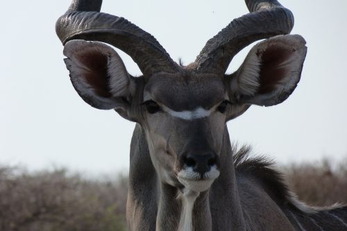 kudu africa wildlife photography