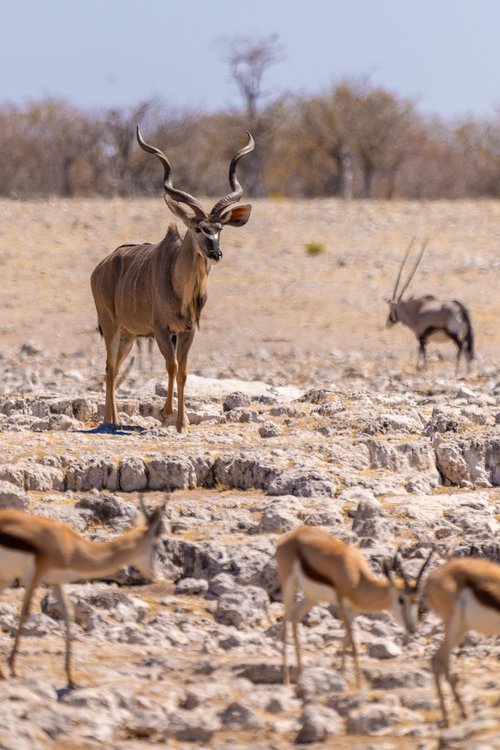kudu  antelope  animal world