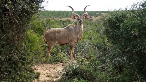 kudu  antelope  africa