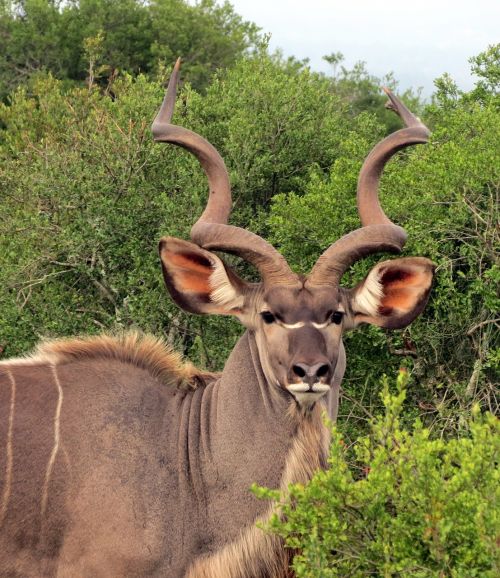 kudu animal horns