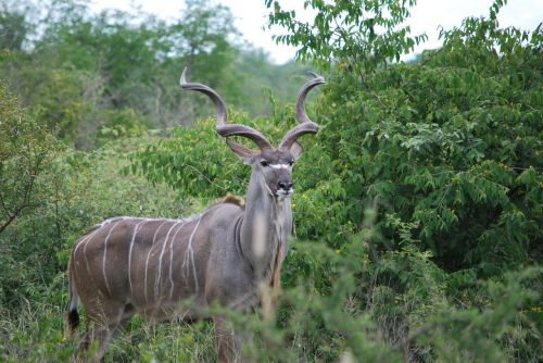 kudu south africa animal