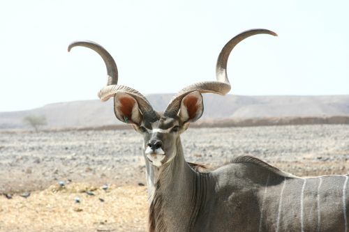 kudu antelope mammal wildlife