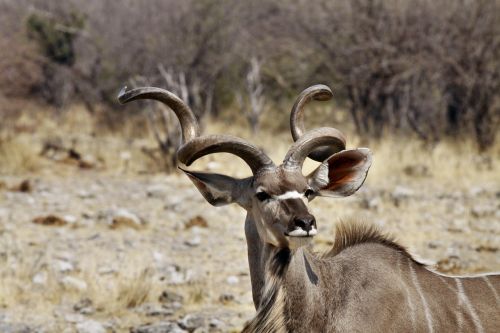 kudu buck antler namibia