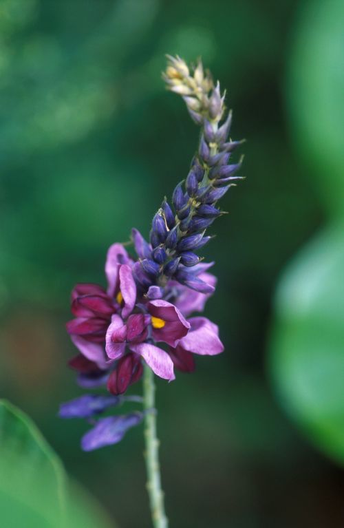 kudzu flowering plant