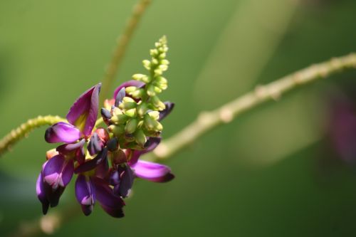 kudzu flower japanese arrowroot purple