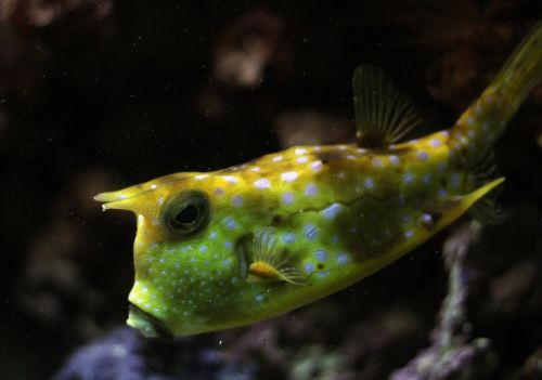 kuhfisch fish underwater