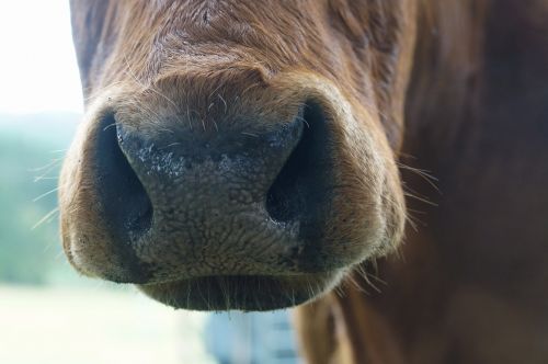 kuhnase cow nose