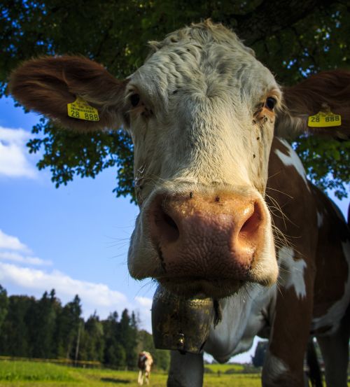 kuhportrait pasture dairy cattle