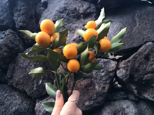 kumquat kkingkkang factory