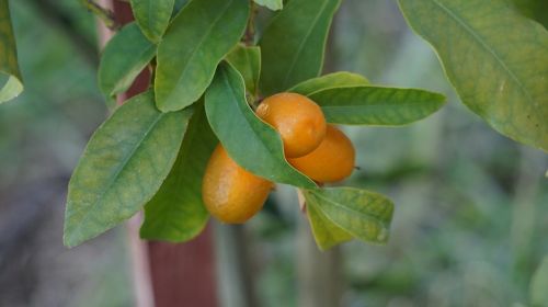 kumquats cumquats orange gnathostoma spinigerum