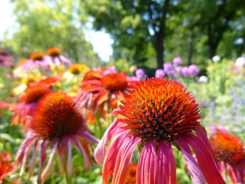 kúpvirág echinacea colorful flower