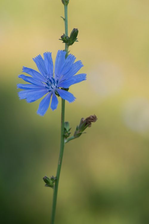 kver blue plant