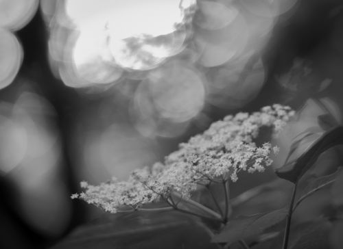 Flower At Sunset - BW