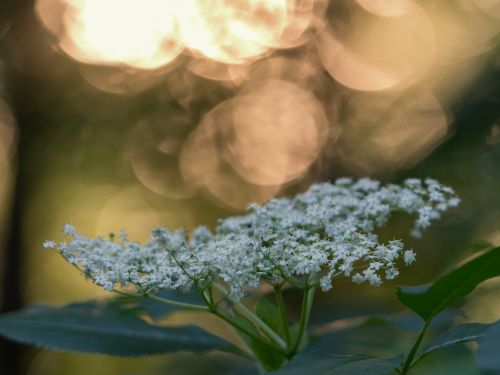 Flower At Sunset