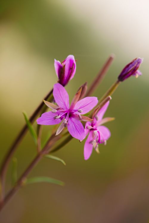 Flower Near Pond