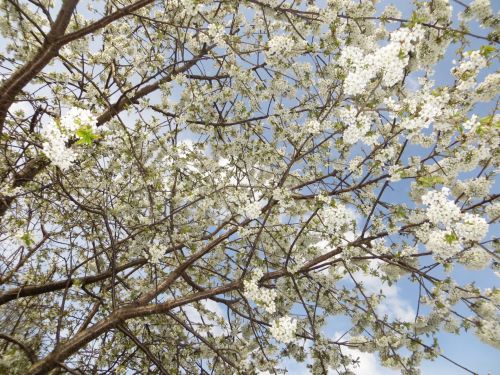 Flowering Cherry