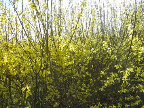 Blooming Forsythia