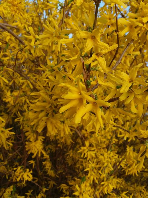 kvity nature yellow