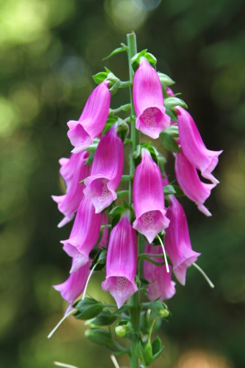 Flower In The Giant Mountains