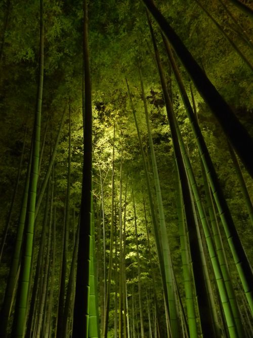 bamboo forest kyoto kodai-ji temple