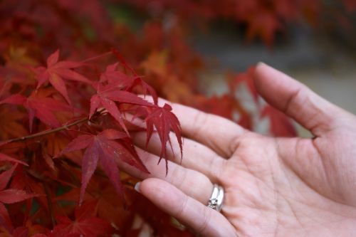 kyoto maple japan