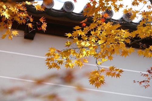 kyoto  temple  fall