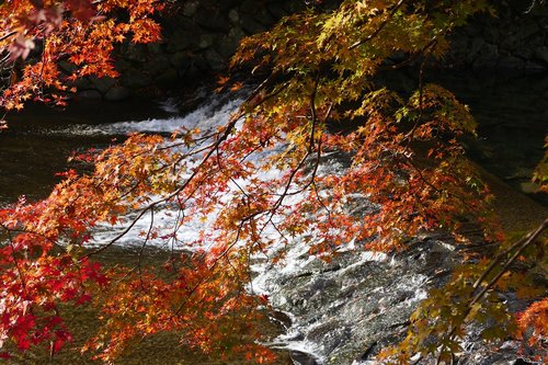 kyoto  foliage  autumn color