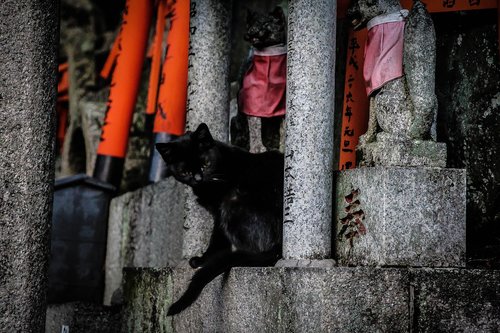 kyoto  cat  temple