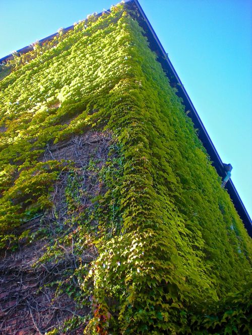 kyrkfasad climbing plant green