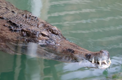 la ferme aux crocodilles  crocodile  crocodile farm