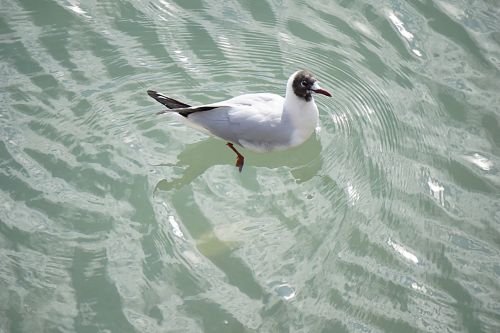 Swimming