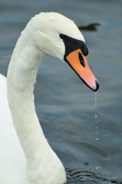 labadze swan wild birds