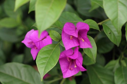 label with flowers bougainvillea flowering green comma separated