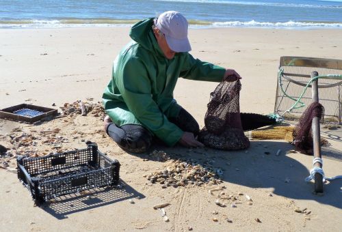 labor fisheries shells