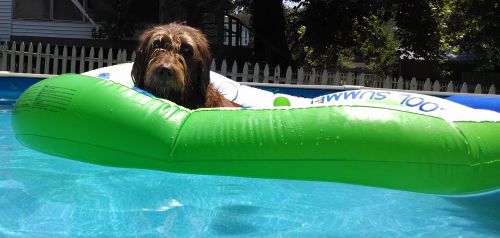 labradoodle pool raft relaxation