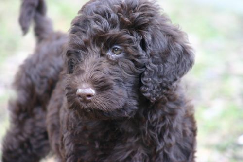 labradoodle dog race