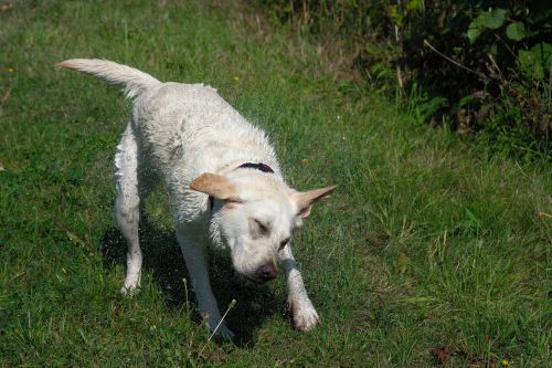 labrador water wet