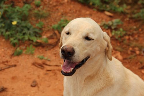 labrador canine pet