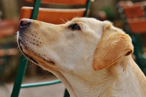 labrador dog sweet