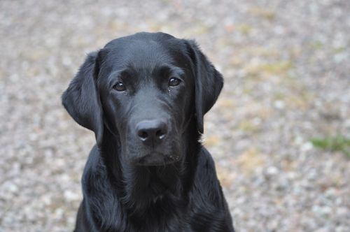 labrador bitch sitting