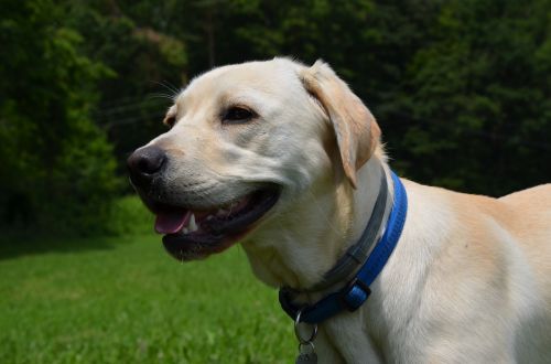 labrador retriever dog