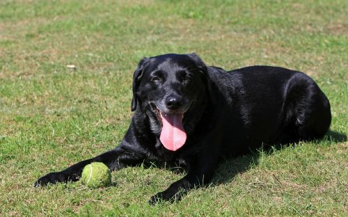 labrador labrador retriever dog