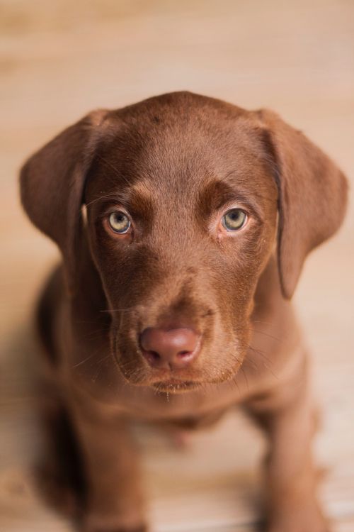 labrador dog puppy