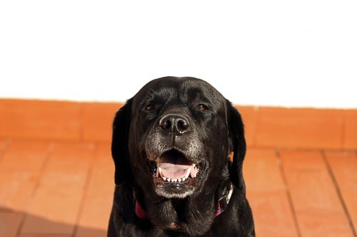 labrador dog black