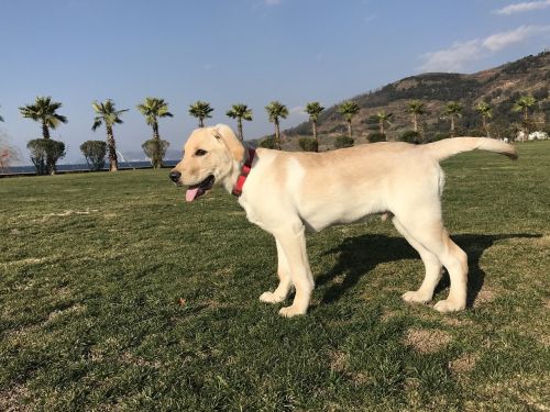 labrador dog outdoor pets