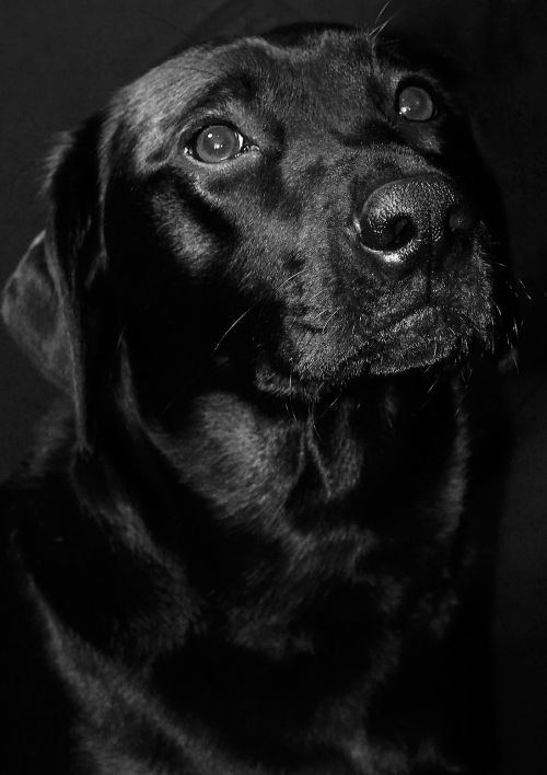 labrador black dog