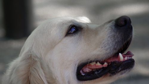 labrador dog canine