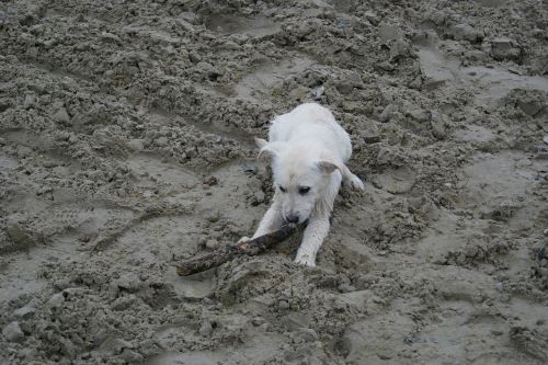 labrador puppy white