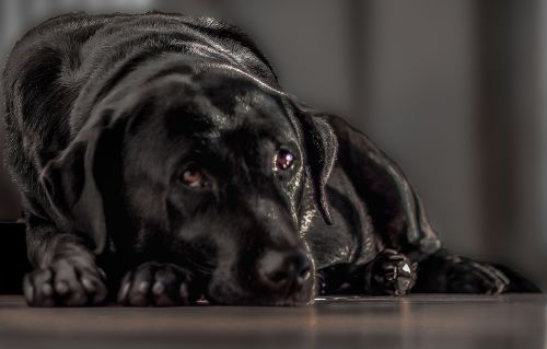 labrador black dog