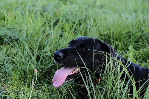 labrador dog tongue